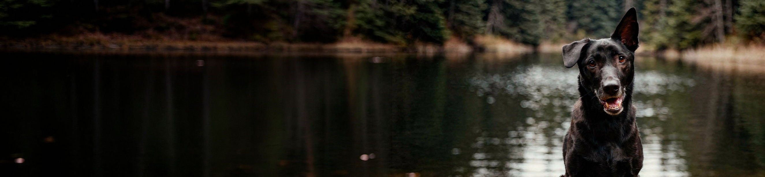 Black dog standing by a lake with trees in the background